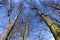 Upward view of barren spring tress wide angle fisheye lens