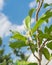 Upward view of blooming Cananga odorata Ylang-ylang flower or tropical perfume tree