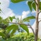 Upward view of blooming Cananga odorata Ylang-ylang flower or tropical perfume tree