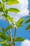 Upward view of blooming Cananga odorata Ylang-ylang flower or tropical perfume tree