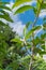 Upward view of blooming Cananga odorata Ylang-ylang flower or tropical perfume tree