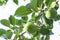 Upward view, bunches of green raw Persimmon round fruits and green leaves under blue sky, kown as Diospyros fruit, edible