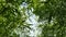 Upward view through dense foliage of Phyllostachys bamboo plants, 4K