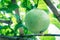 Upward view green Momordica Cochinchinensis or Gac fruit on vines on bamboo trellis in Vietnam