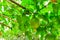 Upward view green Momordica Cochinchinensis or Gac fruit on vines on bamboo trellis in Vietnam