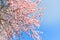 Upward view large cherry tree blooming flower in sunny spring blue sky
