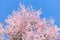 Upward view large cherry tree blooming flower in sunny spring blue sky