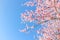 Upward view large cherry tree blooming flower in sunny spring blue sky