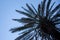 Upward View of Palm Tree under Blue Sky. Brown Leaf Fronds and Dried Branches Dropping from the side. Scaly Bark and Dry