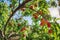 Upward view of peach fruits ripening on tree