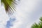 Upward view of soft wave of fluffy white clouds on vivid blue sky, green leafs palm trees on foreground