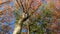 Upward view of sunlit tree with vibrant fall foliage