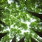 Upward view of tree canopies with sunlight filtering through lush green leaves