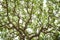 An upward view of tree canopy in the tropical forest, Sri Lanka, exotic adventure in Asia, green leaves, background, Upper