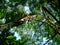 Upward view of tree canopy in Vietnam