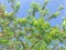 Upward vigorous peach tree with abundance of fruits hanging on branches under cloud blue sky