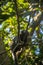 Upwards perspective of a small and adorable Callithrix Jacchus, the common marmoset standing under the shadow of the