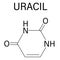 Uracil nucleobase molecule. Present in ribonucleic acid. Skeletal formula.