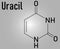 Uracil nucleobase molecule. Present in ribonucleic acid. Skeletal formula.