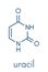 Uracil U nucleobase molecule. Present in ribonucleic acid RNA. Skeletal formula.