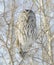 Ural Owl