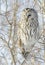 Ural Owl