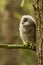 Ural Owl