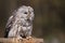 Ural owl