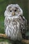 Ural owl