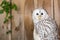 Ural Owl