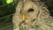 Ural owl close up