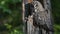 The Ural owl. Close up. Bird in nature habitat. Adult owl sitting on tree in hole nest. Ural owl in the nest inside of a broken