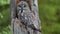 The Ural owl. Close up. Bird in nature habitat. Adult owl sitting on tree in hole nest. Ural owl in the nest inside of a broken