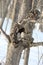 Ural owl couple in Hokkaido, North Japan