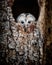 Ural Owl hidden in a tree hole looking out curiously