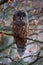 Ural owl perched on a branch
