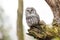 A ural owl resting on the branch