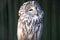 Ural owl sitting on a branch. beautiful owl.