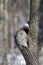 Ural Owl Sitting In Tree