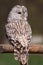 Ural owl - sitting wisdow