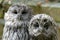 Ural owl (Strix uralensis)