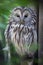 Ural owl (Strix uralensis).