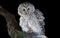 Ural owl, Strix uralensis, isolated on black background. Large nocturnal owl, staring at camera, sitting on branch