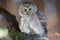 Ural owl, Strix uralensis, isolated on blurred forest background. Large nocturnal owl, staring at camera, sitting on branch. Czech