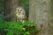 Ural owl, Strix uralensis, perched on branch in green leaves and peeks out from behind tree trunk. Beautiful grey owl