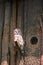 Ural Owl (Strix uralensis) perching on wooden tree branch