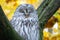 Ural Owl, Strix uralensis, sitting on tree branch in autumn forest