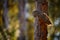 Ural Owl, Strix uralensis, sitting on tree branch, in green leaves oak forest, Wildlife scene from nature. Habitat with wild bird