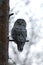 Ural owl on the tree