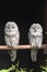 Ural Owls